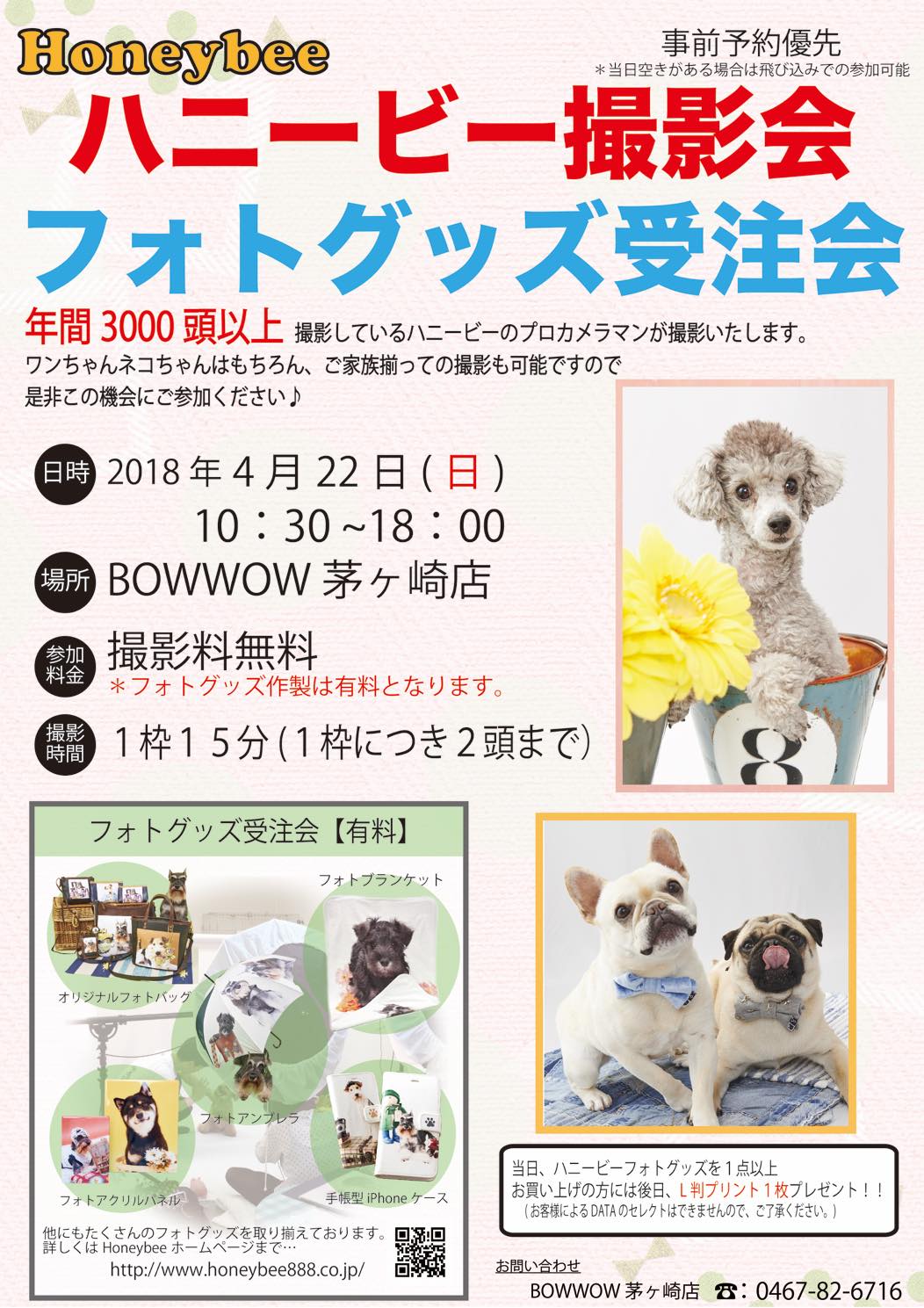 th_ハニービー撮影会_BOWWOW茅ヶ崎店(4月)