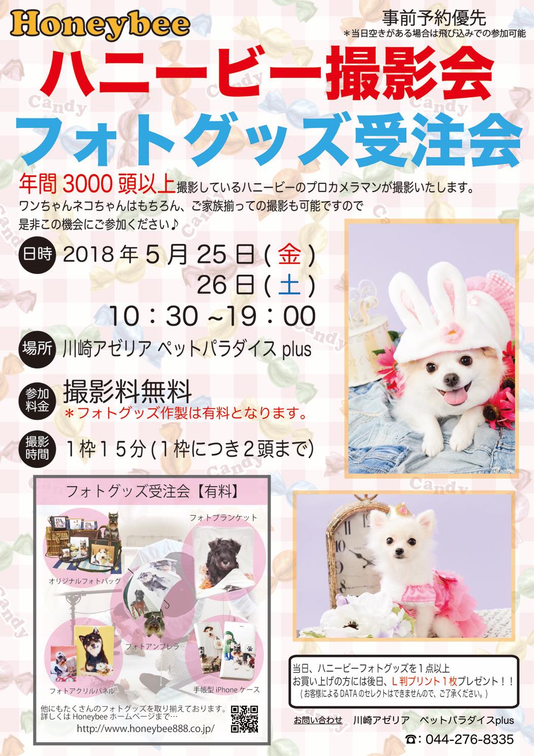 th_ハニービー撮影会_川崎アゼリア ペットパラダイスplus(5月)