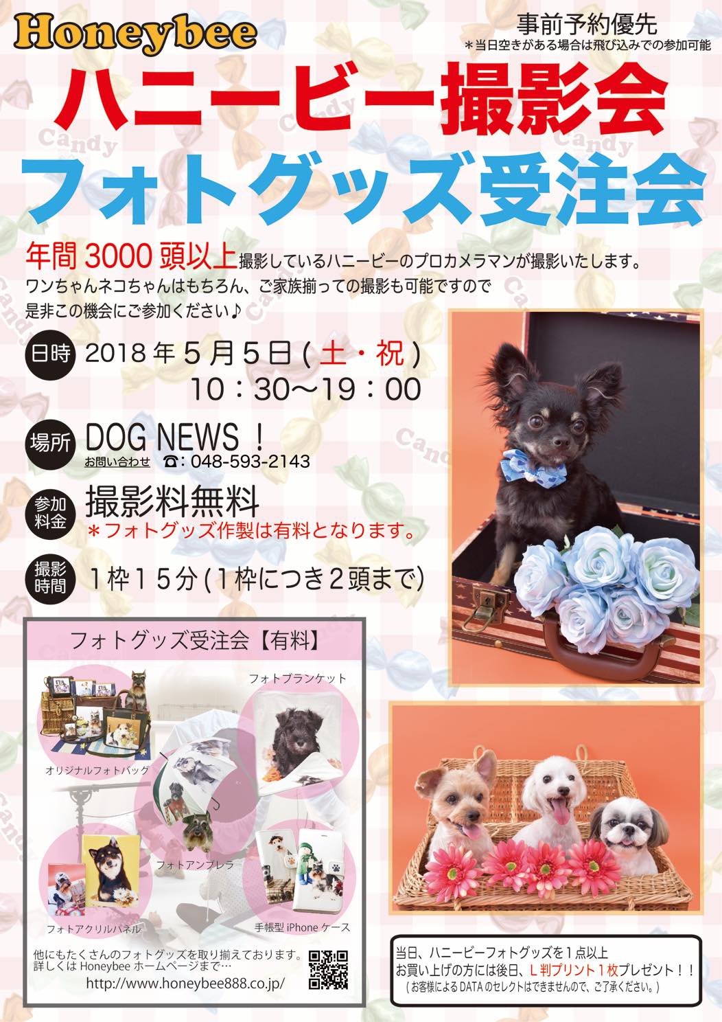 th_ハニービー撮影会_DOG NEWS!(5月)