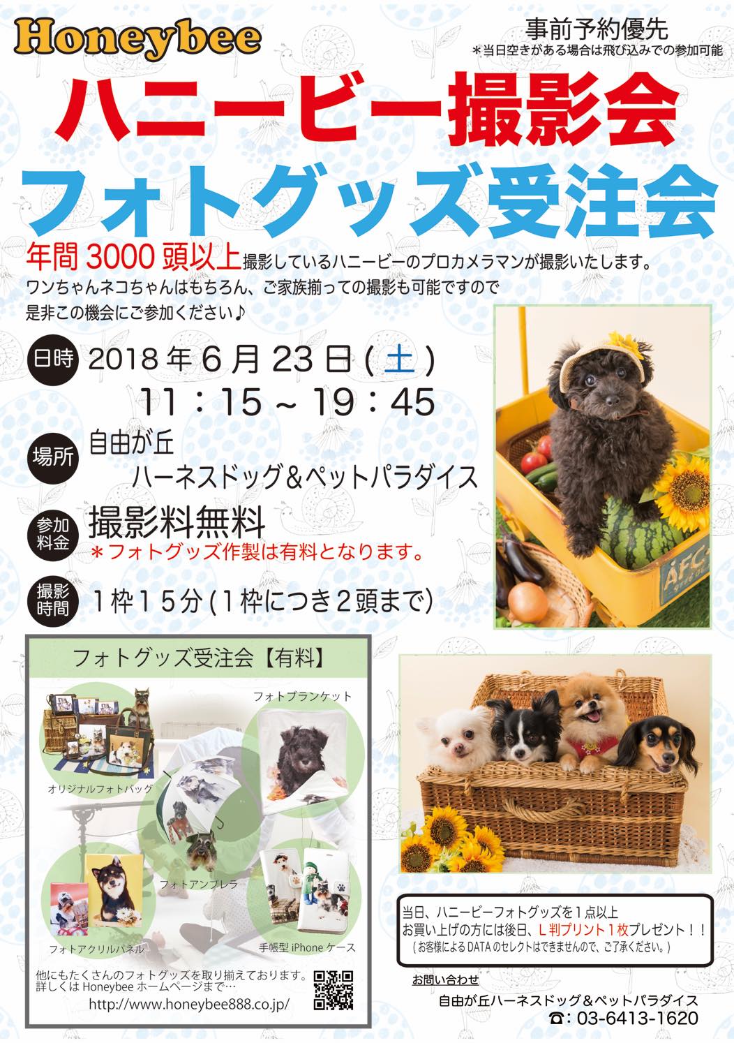 th_ハニービー撮影会_自由が丘ハーネスドッグ(6月)