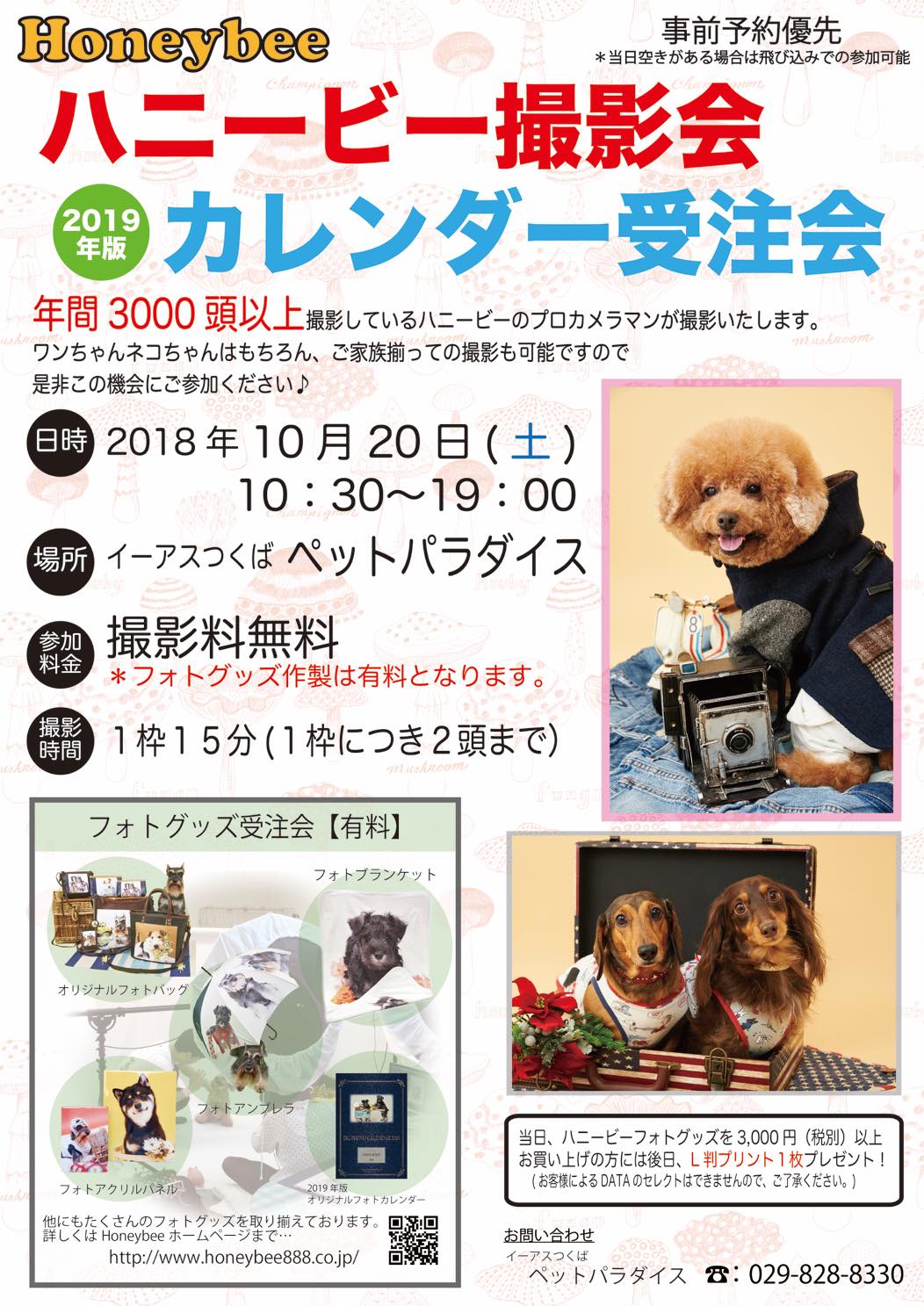 th_ハニービー撮影会_イーアスつくばペットパラダイス(10月)