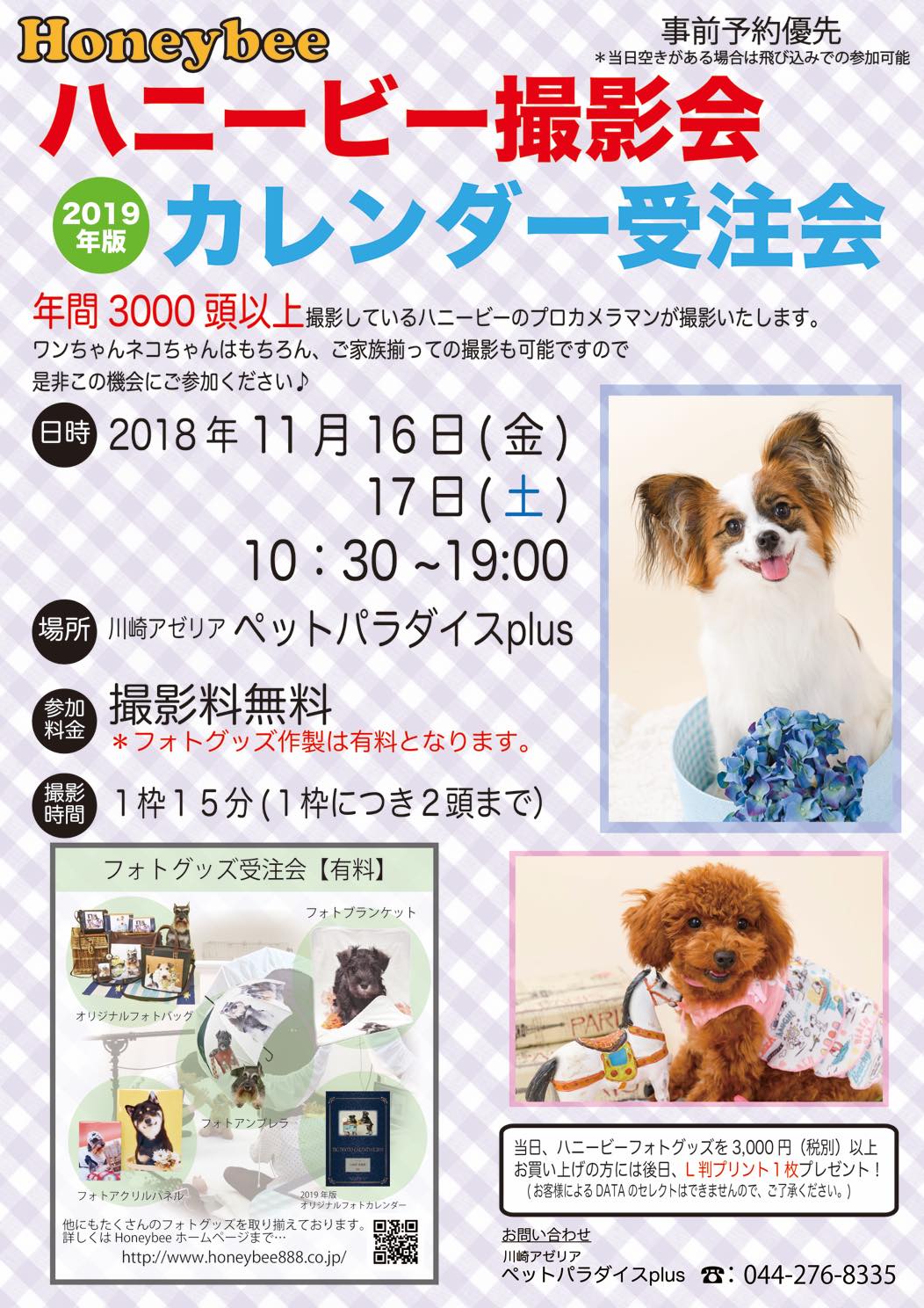 th_ハニービー撮影会_アゼリア川崎ペットパラダイスplus(11月)-2