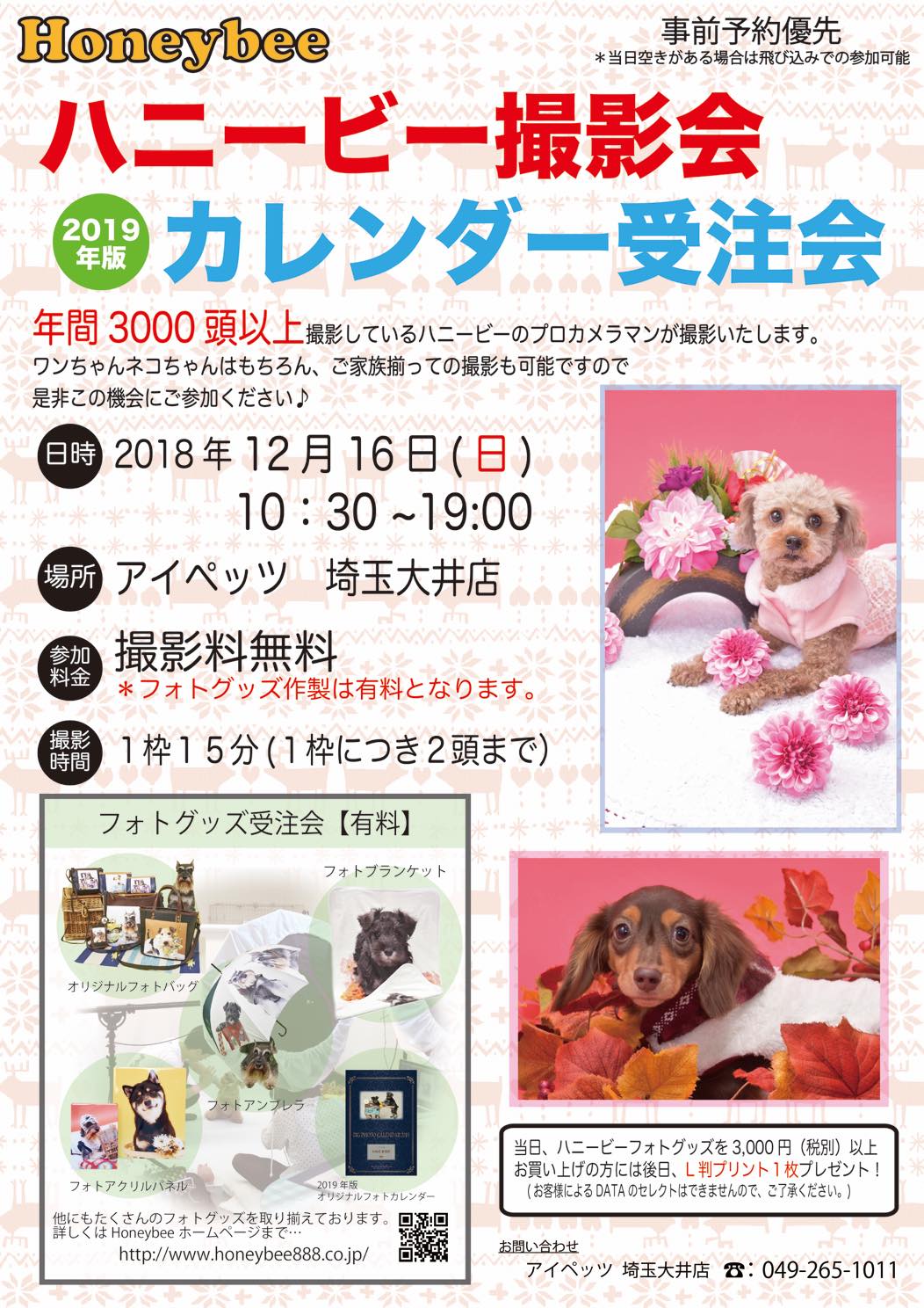 th_ハニービー撮影会_アイペッツ埼玉大井店(12月)
