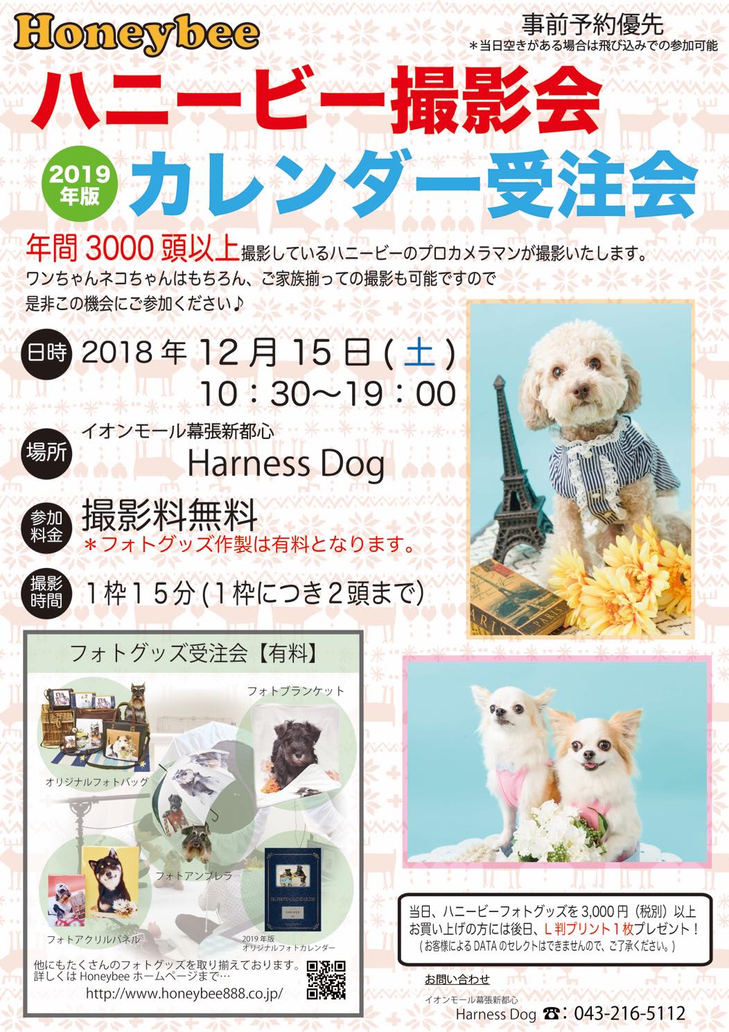 th_ハニービー撮影会_イオンモール幕張新都心HarnessDog(12月)